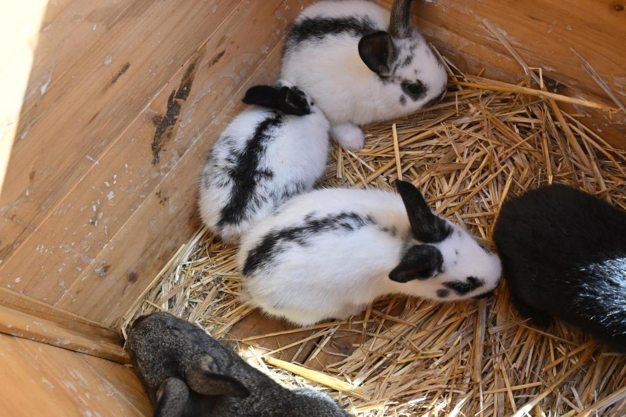 Quinta Ecologica Da Peneda Agroturismo By Peneda Ecofarm Arcos de Valdevez Zewnętrze zdjęcie