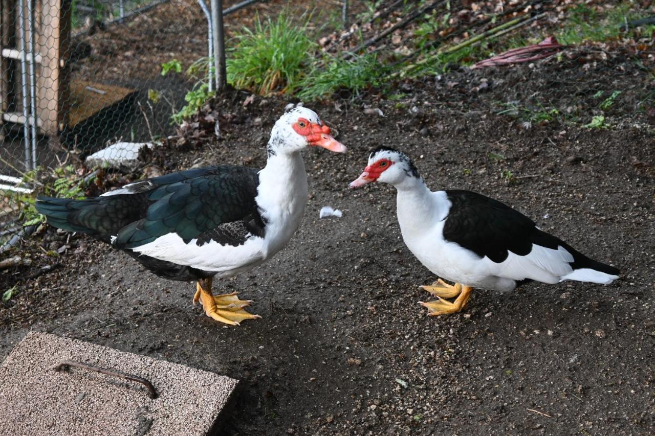 Quinta Ecologica Da Peneda Agroturismo By Peneda Ecofarm Arcos de Valdevez Zewnętrze zdjęcie