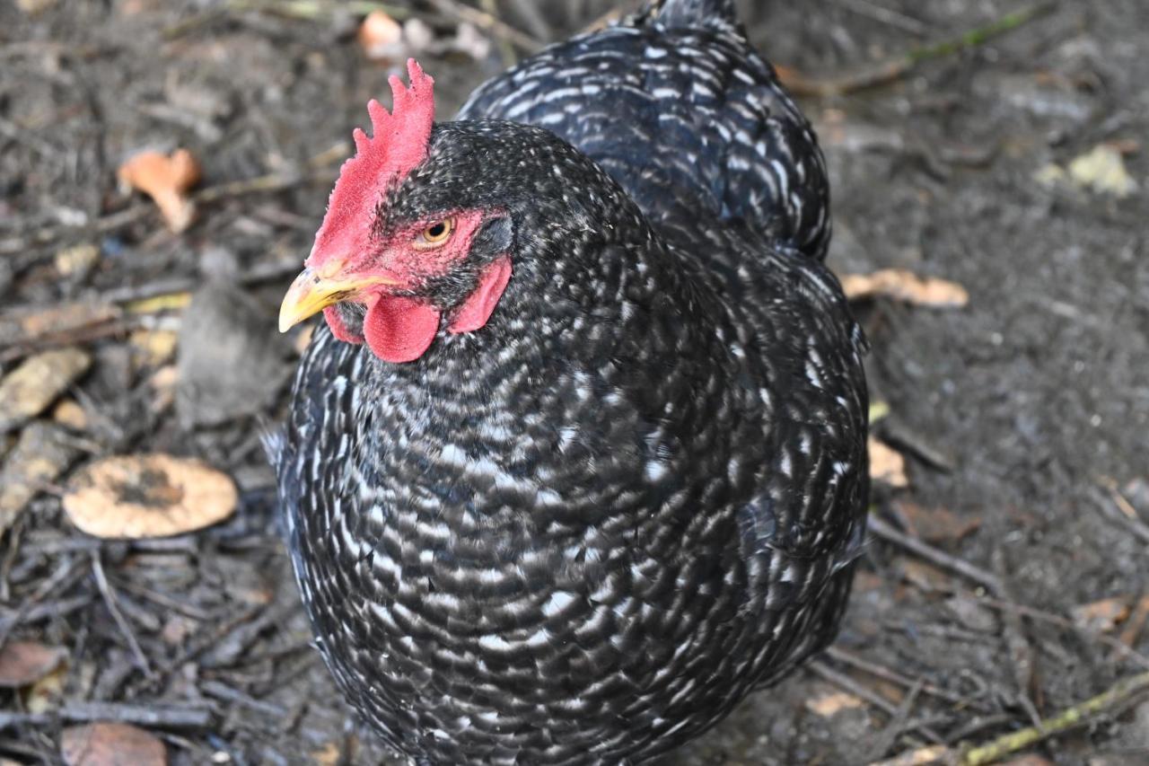 Quinta Ecologica Da Peneda Agroturismo By Peneda Ecofarm Arcos de Valdevez Zewnętrze zdjęcie