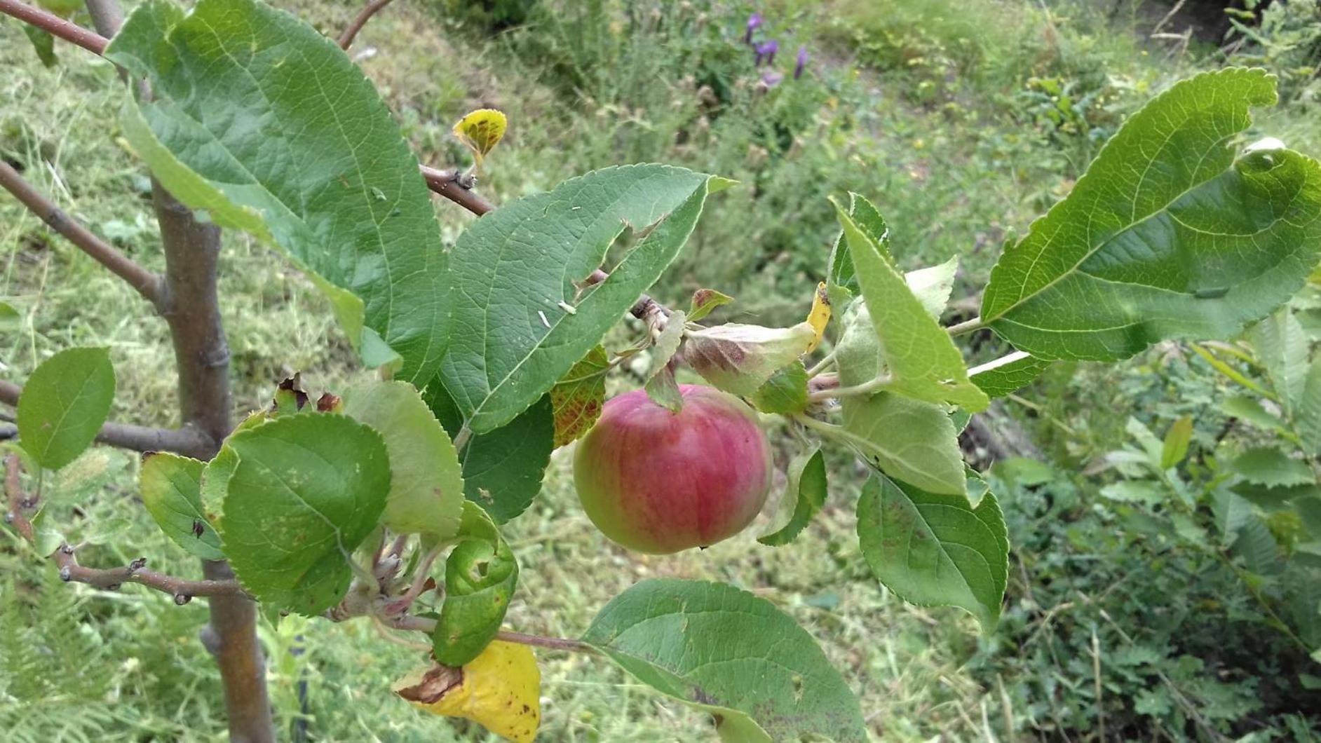 Quinta Ecologica Da Peneda Agroturismo By Peneda Ecofarm Arcos de Valdevez Zewnętrze zdjęcie